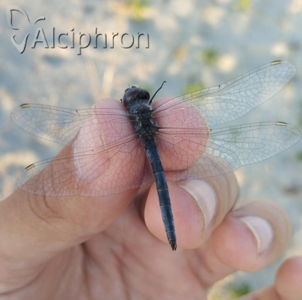Selysiothemis nigra