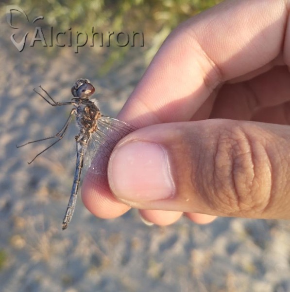 Selysiothemis nigra