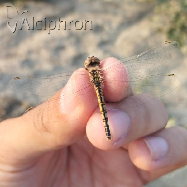 Selysiothemis nigra