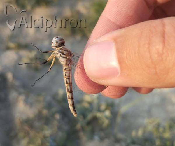 Selysiothemis nigra