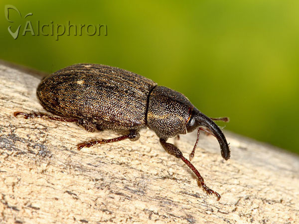 Tournotaris bimaculata