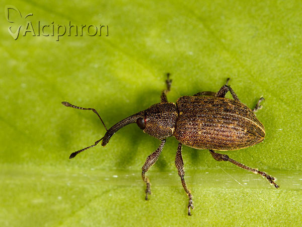 Notaris scirpi