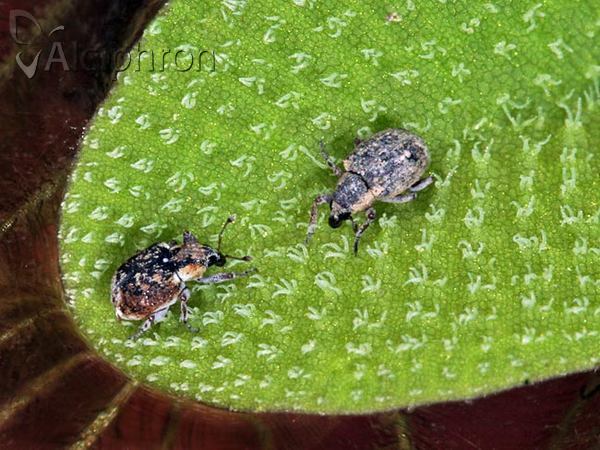 Stenopelmus rufinasus