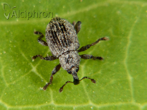 Tanysphyrus lemnae