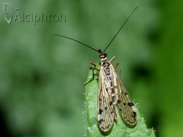 Aulops alpina