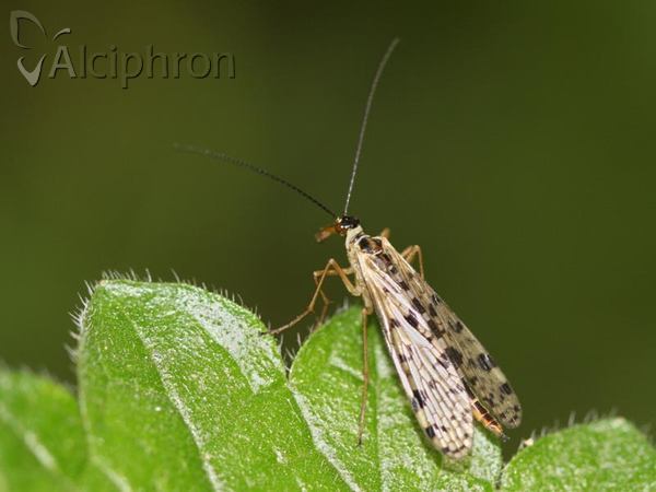 Aulops alpina