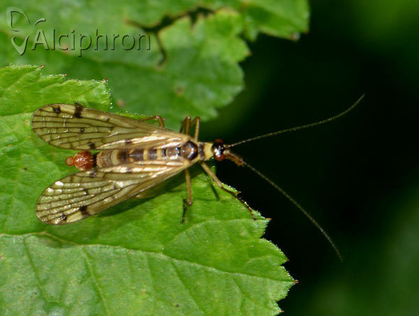 Aulops alpina