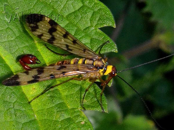 Panorpa cognata