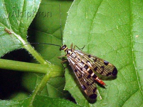 Panorpa communis