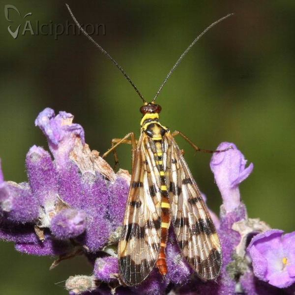 Panorpa communis
