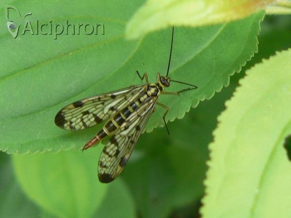 Panorpa communis