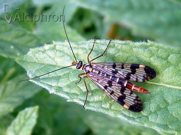 Panorpa vulgaris