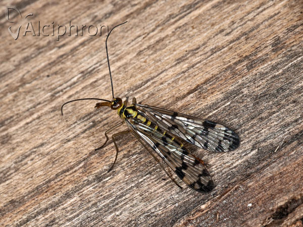 Panorpa vulgaris
