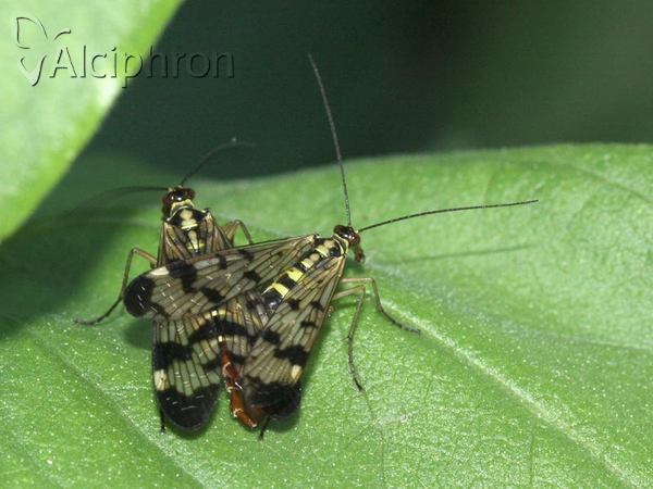 Panorpa vulgaris