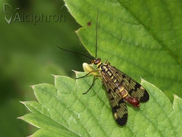 Panorpa vulgaris