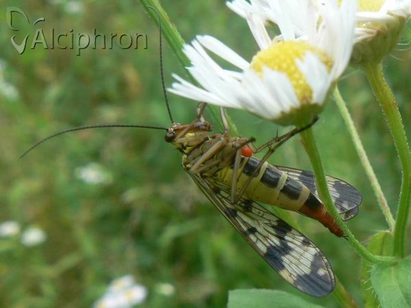 Panorpa vulgaris