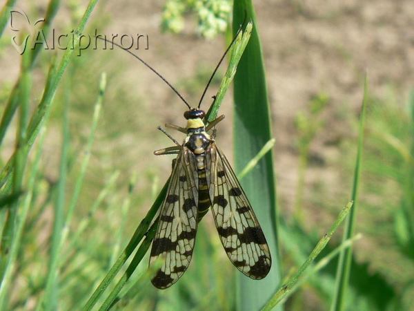 Panorpa vulgaris