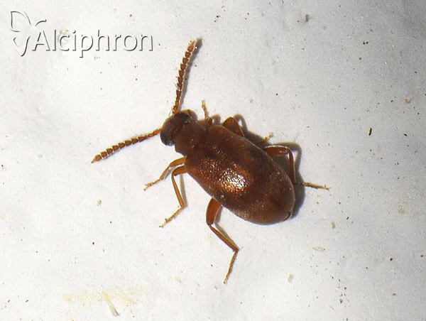 Aderus populneus