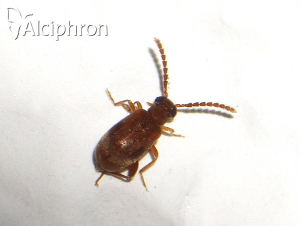 Aderus populneus
