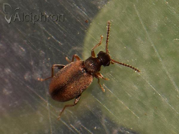 Otolelus pruinosus