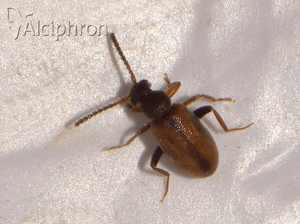 Otolelus pruinosus