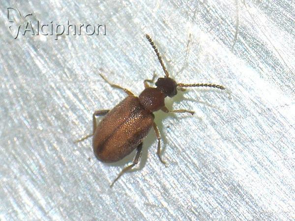 Otolelus pruinosus
