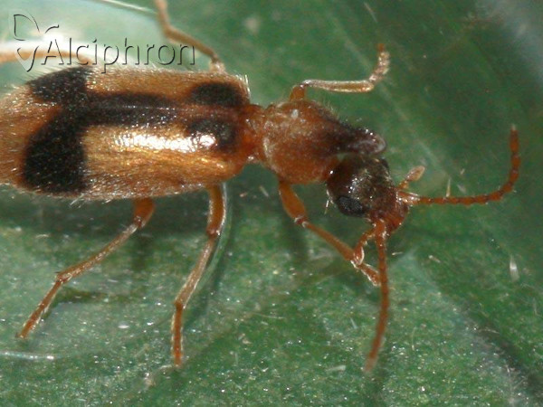 Notoxus monoceros
