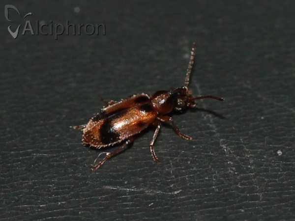 Notoxus monoceros