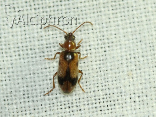 Notoxus monoceros