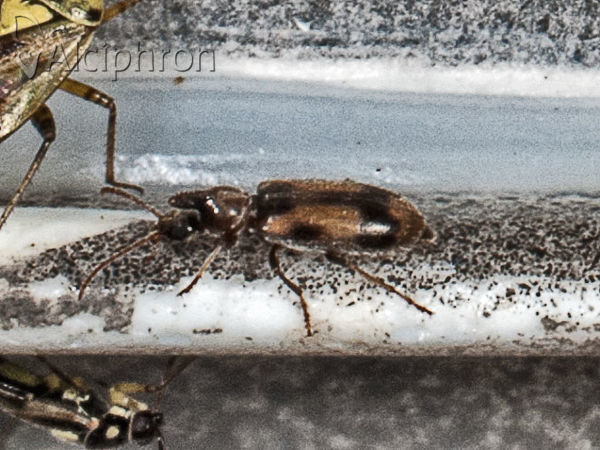 Notoxus monoceros