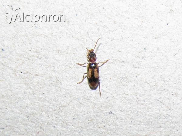 Notoxus monoceros