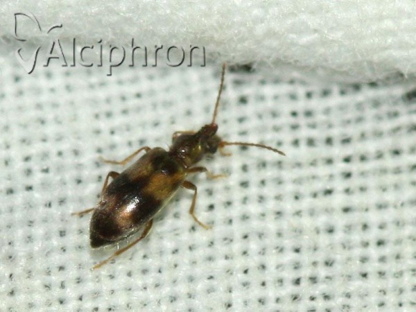 Notoxus trifasciatus