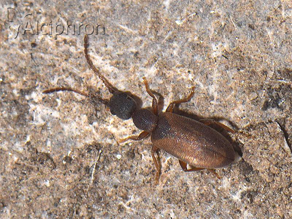 Endomia tenuicollis