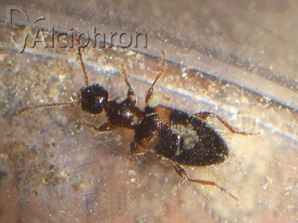 Hirticomus hispidus