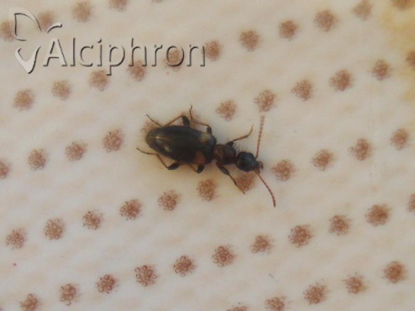 Hirticomus hispidus