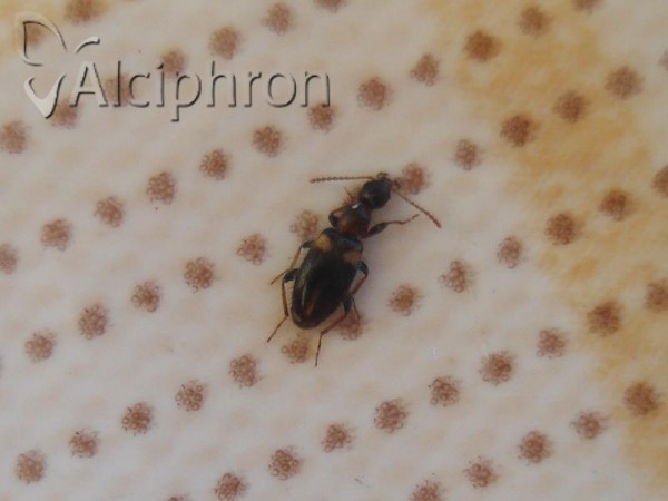 Hirticomus hispidus