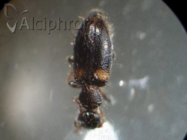 Hirticomus hispidus