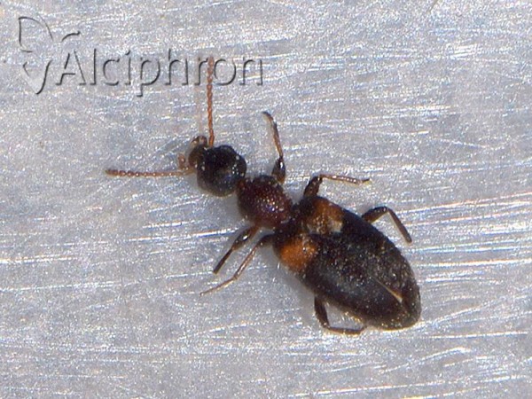 Hirticomus hispidus