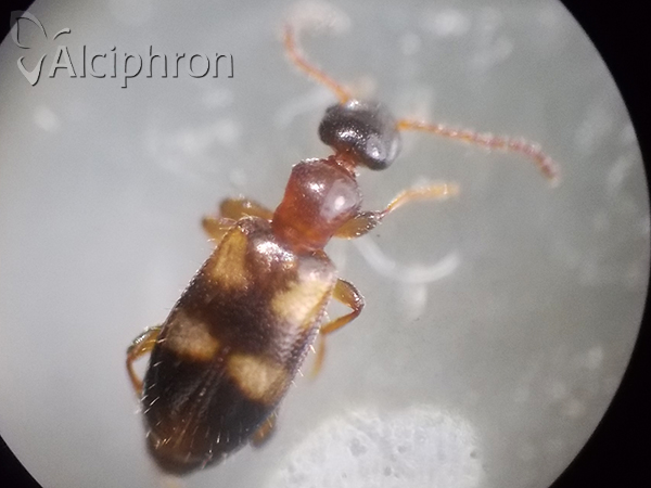 Omonadus bifasciatus