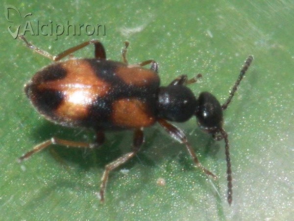 Anthicus antherinus