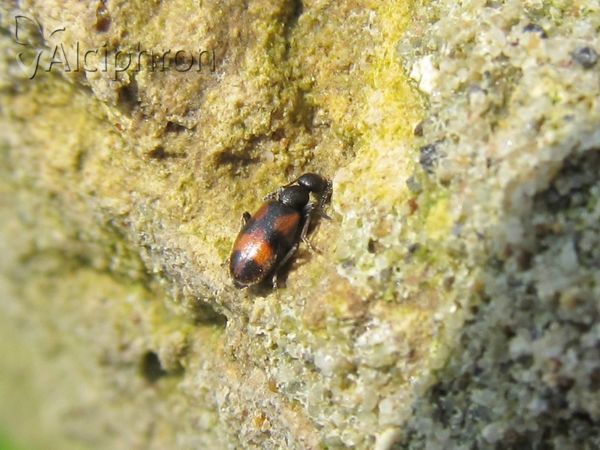 Anthicus antherinus
