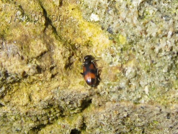 Anthicus antherinus