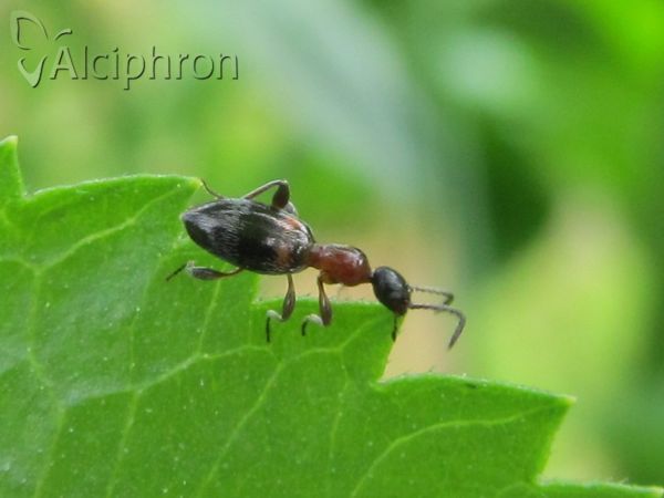 Anthelephila pedestris