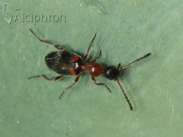 Anthelephila pedestris