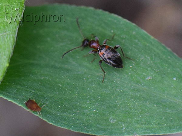 Anthelephila pedestris