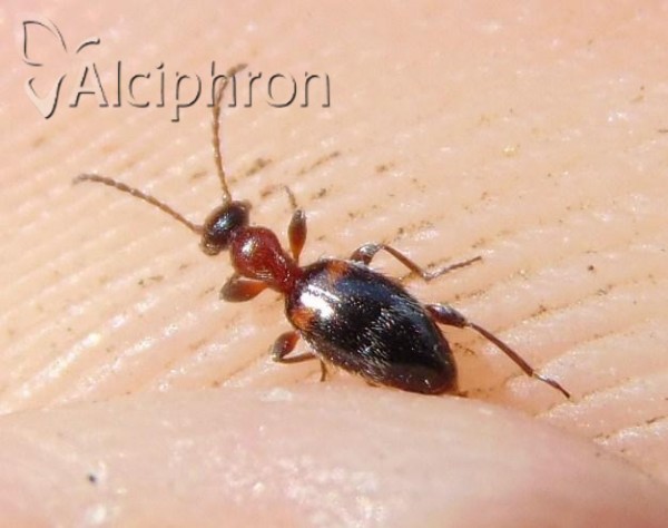 Anthelephila pedestris