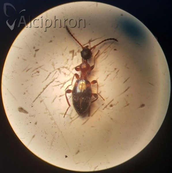 Anthelephila pedestris