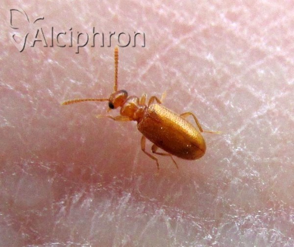 Pseudotomoderus compressicollis