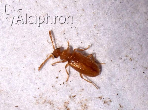 Pseudotomoderus compressicollis