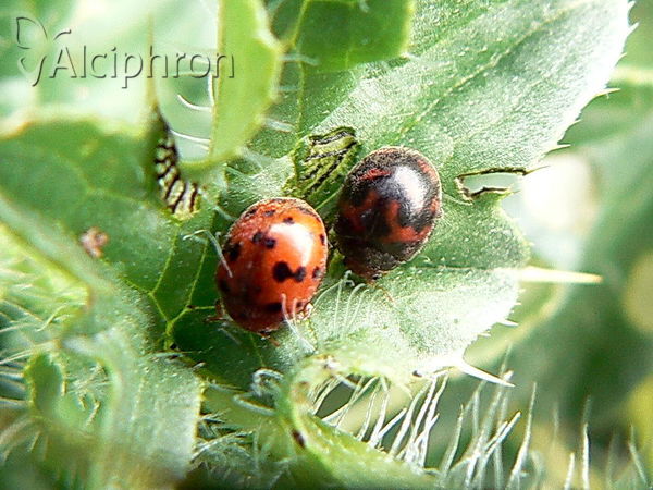 Subcoccinella vigintiquatuorpunctata